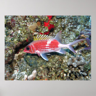 Póster Cozumel Squirrelfish II
