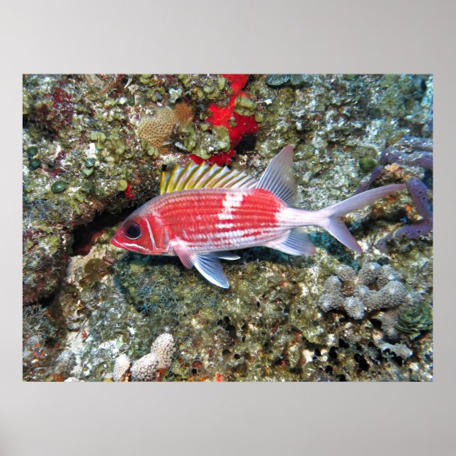 Póster Cozumel Squirrelfish II (Frente)