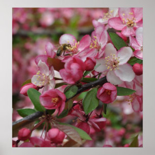 Póster Crab Apple Blossoms Poster