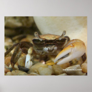 Póster Crab Louis