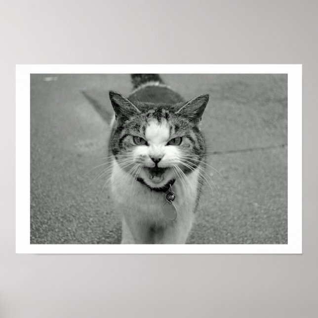 Póster Crabby Cat Poster (Frente)