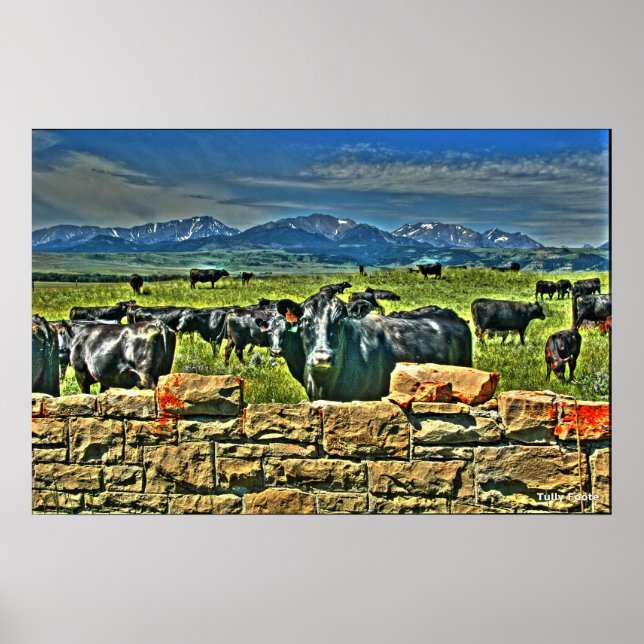 Póster Crag Eyrie Cow (Frente)