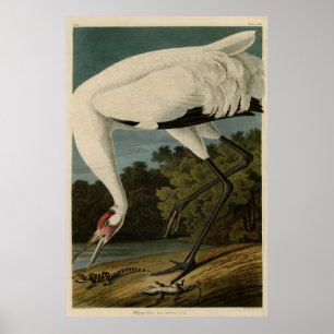 Póster Crana de Hooping, aves auduónicas de América