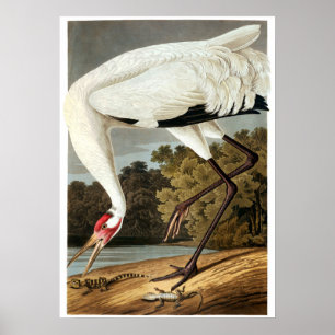 Póster Crana de Whooping de John James Audubon