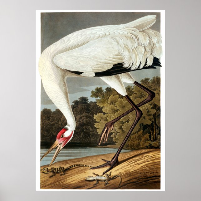Póster Crana de Whooping de John James Audubon (Frente)