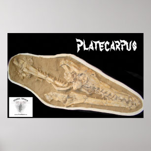 Póster Cráneo de Mosasaur en matriz