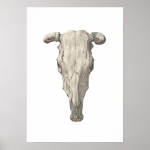 Póster Cráneo de una vaca, visto desde arriba dibujo