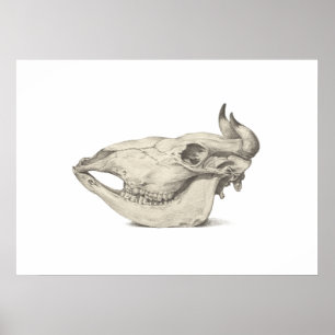 Póster Cráneo de una vaca, visto desde el dibujo lateral