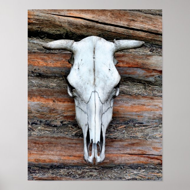 Póster Cráneo de vaca montado (Frente)