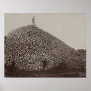 Póster Cráneos del bisonte americano que se molerán par