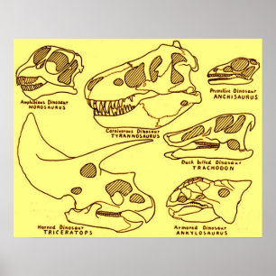 Póster Cráneos del dinosaurio