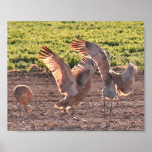 Póster Cranes de Sandhills que bailan