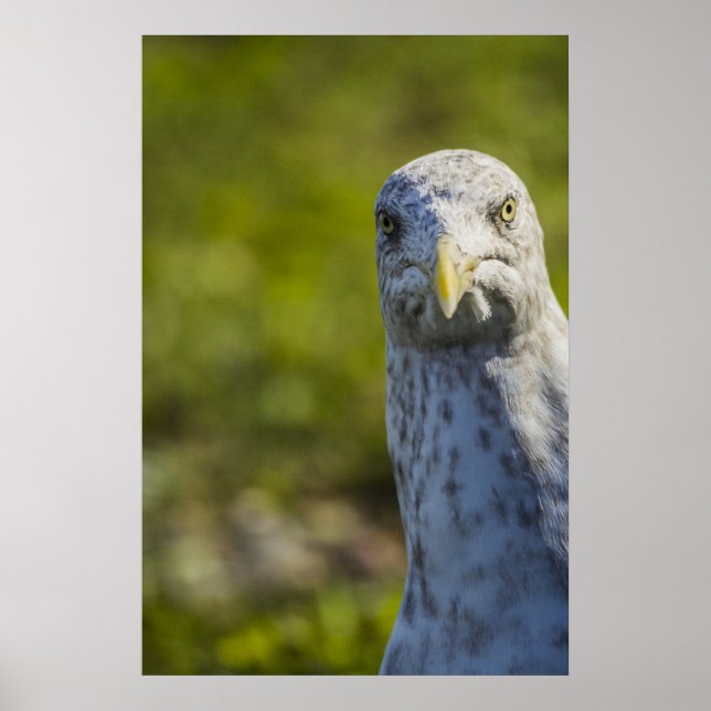 Póster Cranky Old Seagull (Añadir tu propio texto) (Frente)