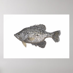 Póster Crappie