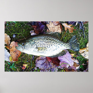 Póster Crappie blanco