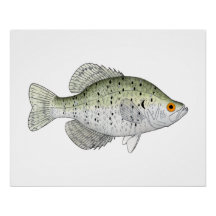 Crappie blanco