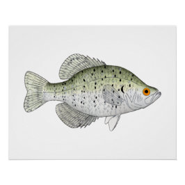 Póster Crappie blanco