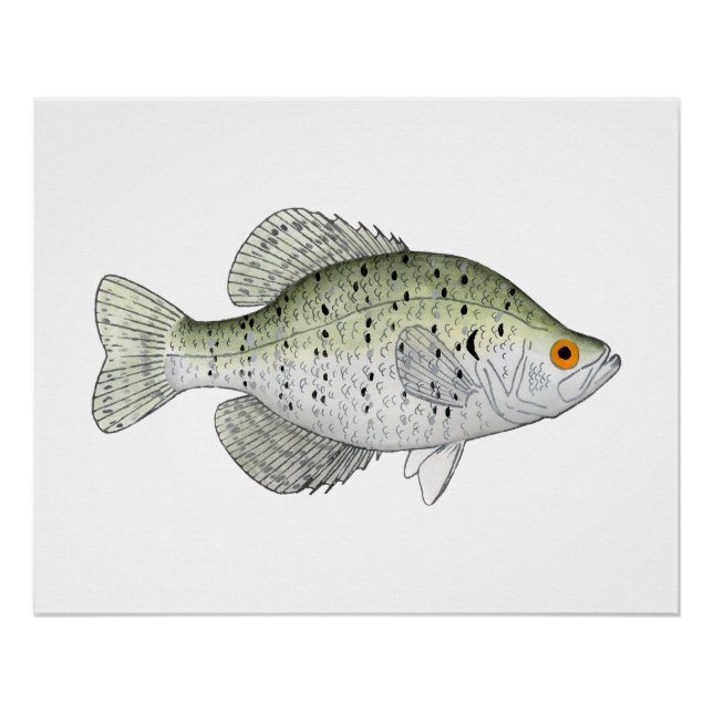 Póster Crappie blanco (Anverso)