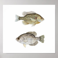 Crappie negro y Sunfish recompensado