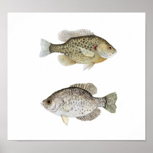 Póster Crappie negro y Sunfish recompensado