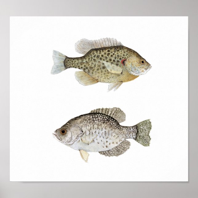 Póster Crappie negro y Sunfish recompensado (Frente)
