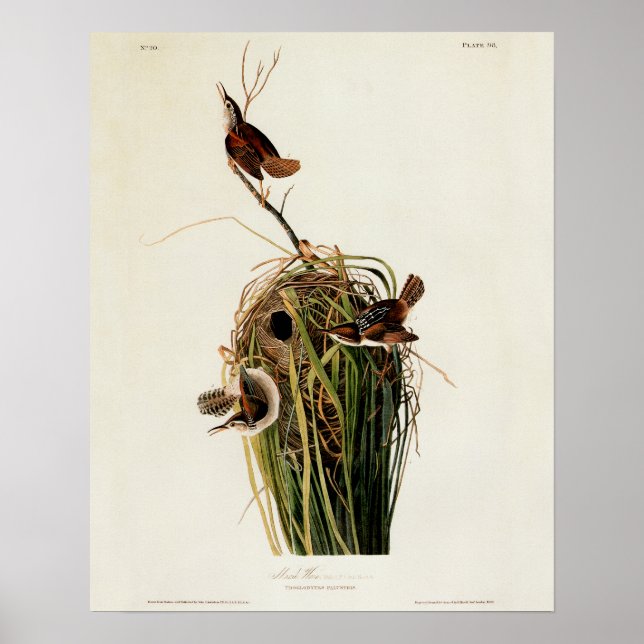 Póster Cratéro de Audubon (Frente)