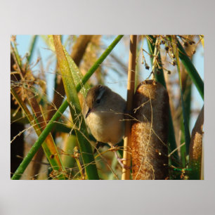 Póster Cratillo de carrizo B3
