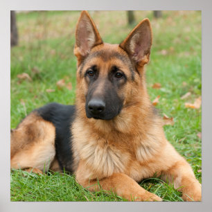 Póster Crea tu propia foto personalizada de tu mascota