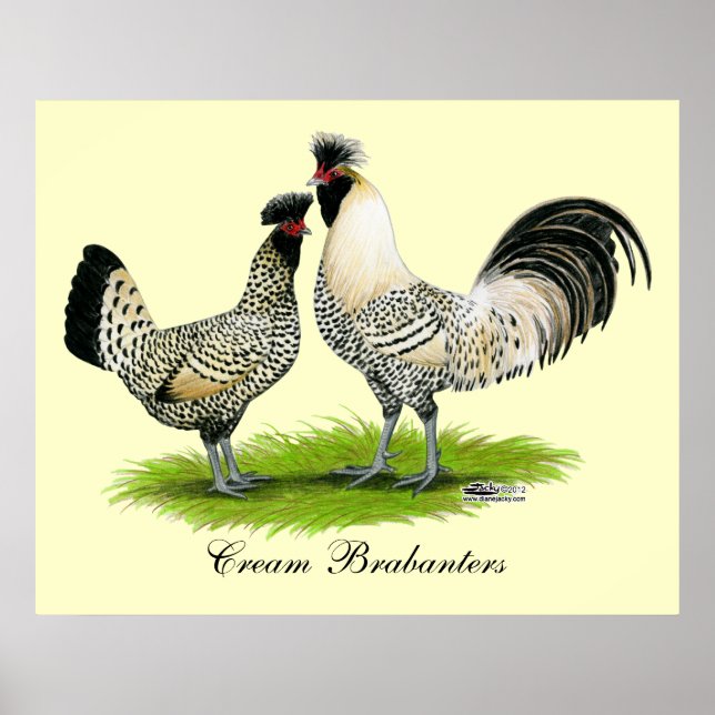 Póster Cream Brabanter Chickens (Frente)