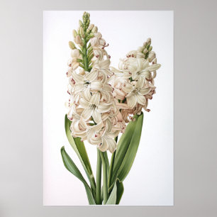 Póster Cream Hyacinth Flower Art Print Poster