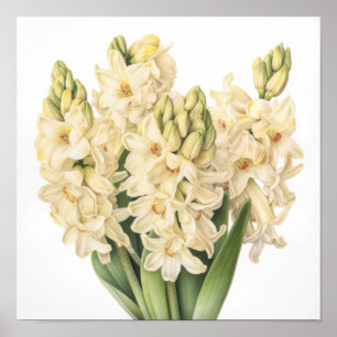 Póster Cream Hyacinth Flower Art Print Poster