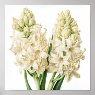 Póster Cream Hyacinth Flower Art Print Poster