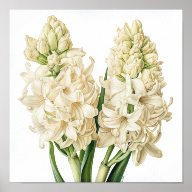 Póster Cream Hyacinth Flower Art Print Poster (Frente)