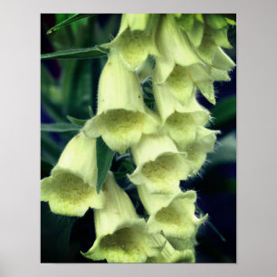 Póster Creamy Foxglove Flower