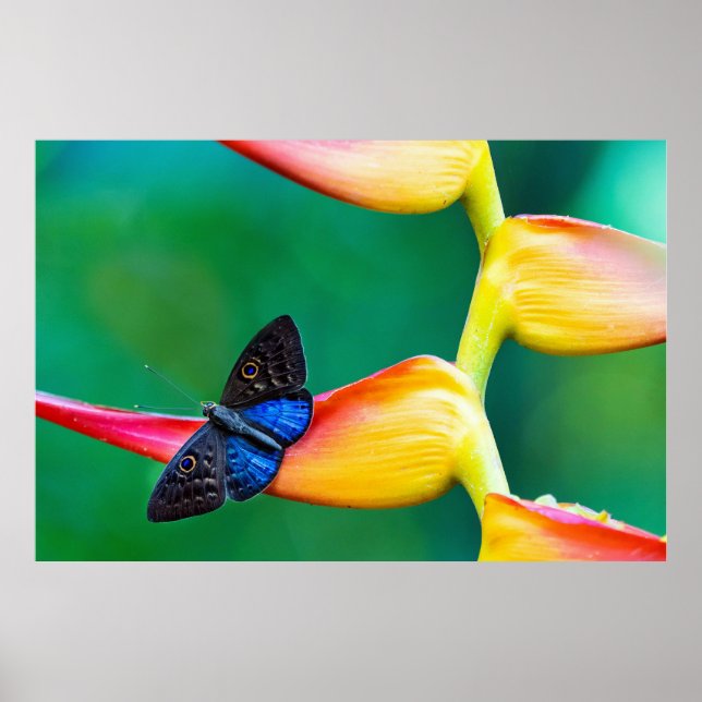 Póster Crear su propia plantilla de fotos Personalizado p (Frente)