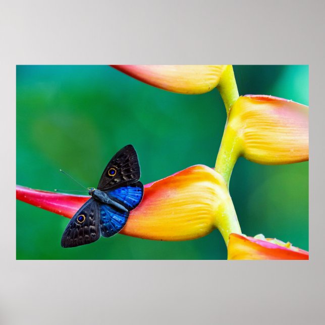 Póster Crear su propia plantilla de fotos Personalizado p (Frente)