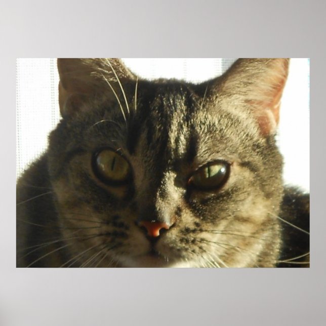 Póster Crear su propio Poster de 28" x 20" (Frente)