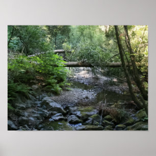 Póster "Creek de secuoya", Muir Woods