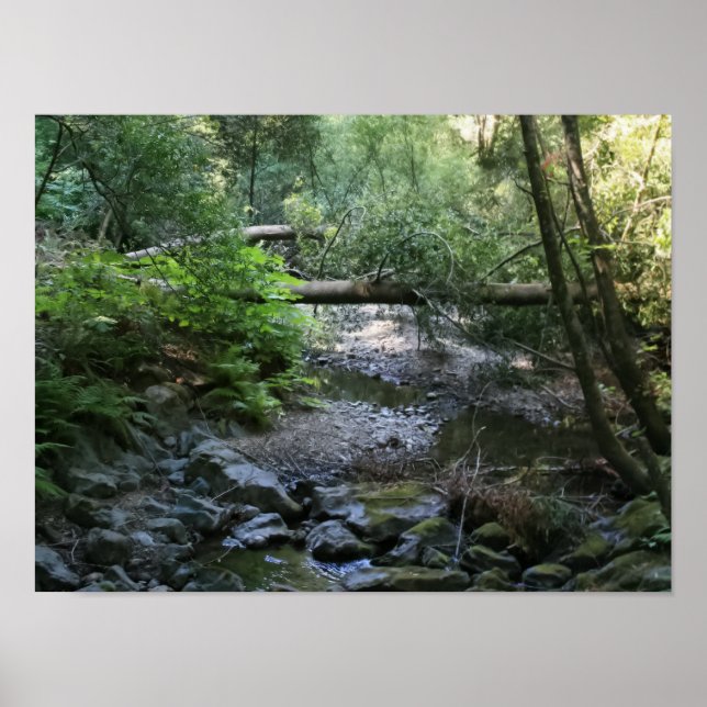 Póster "Creek de secuoya", Muir Woods (Frente)