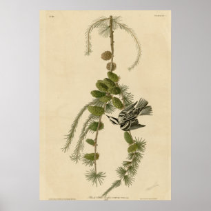 Póster Creeper negro y blanco