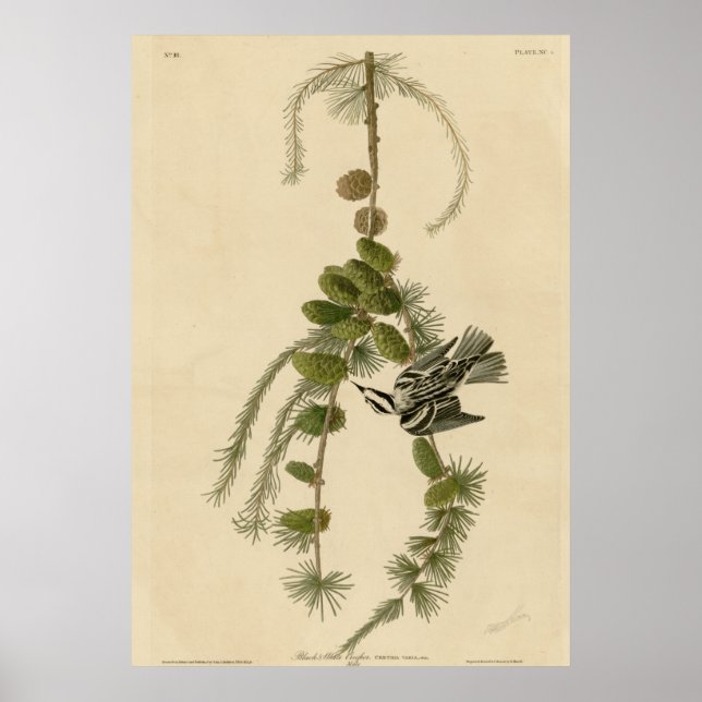 Póster Creeper negro y blanco (Frente)