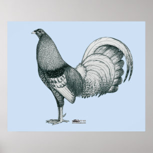 Póster Crela Gamecock o Dom