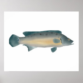 Póster Crenicichla vittata
