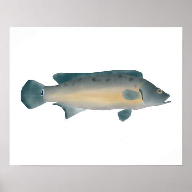 Póster Crenicichla vittata (Frente)