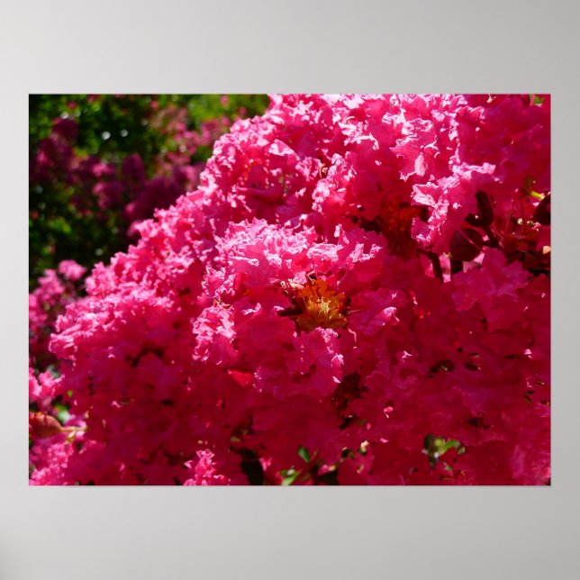 Póster Crepe Myrtle Tree Magenta Floral (Frente)