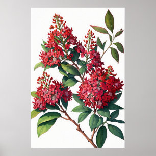 Póster Crepe roja Myrtle Flowers Art Print Poster