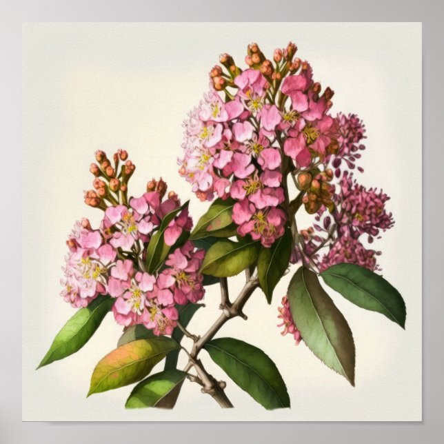 Póster Crepe rosa Myrtle Flowers Art Print Poster (Frente)