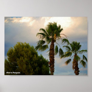 Póster Crepúsculo de Palma Tropical