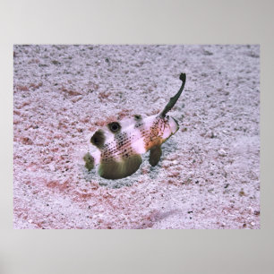 Póster Crested Blenny