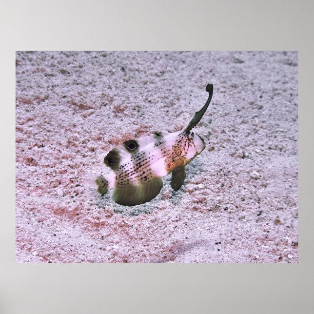 Póster Crested Blenny (Frente)
